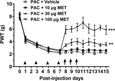 Metformin inhibits spontaneous excitatory postsynaptic currents in spinal dorsal cord neurons from paclitaxel-treated rats